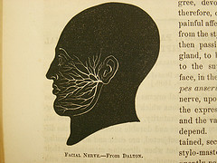 Facial Nerves