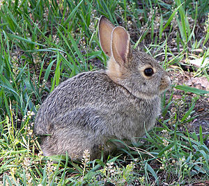 English: A rabbit (A cottontail, I think) posi...