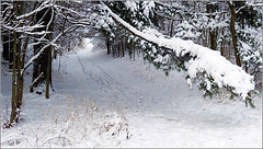 Winter Snow Path