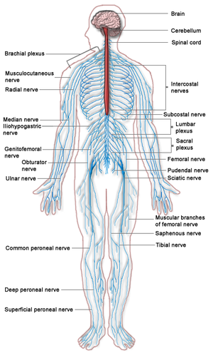English: A diagram of the Human Nervous system...